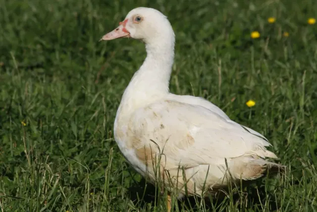 Rayon Viande au Comptoir